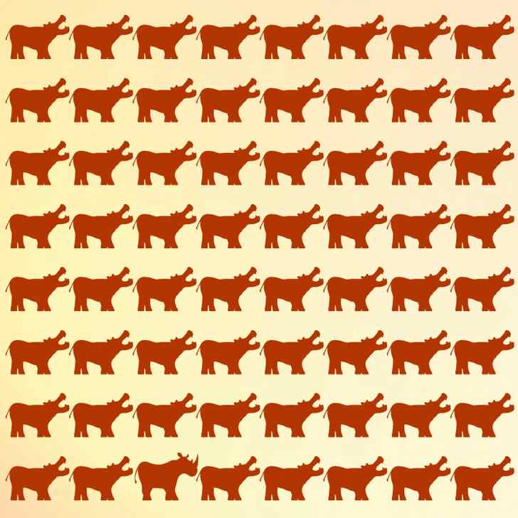 where is the rhino among hippo